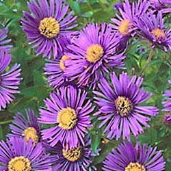 new England Aster